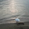 Como_2011_99