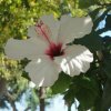MED_2009_51
